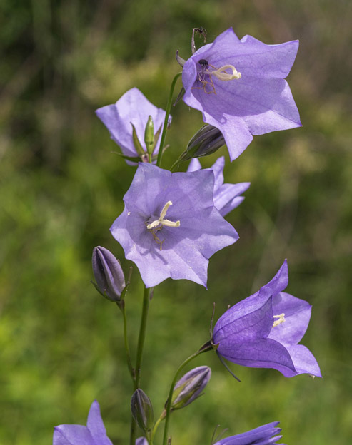 Campanula persicifolia `Blaue Glocke`
